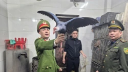 Kiểm tra đột xuất nhà hàng, phát hiện hơn 100 cá thể chim hoang dã 