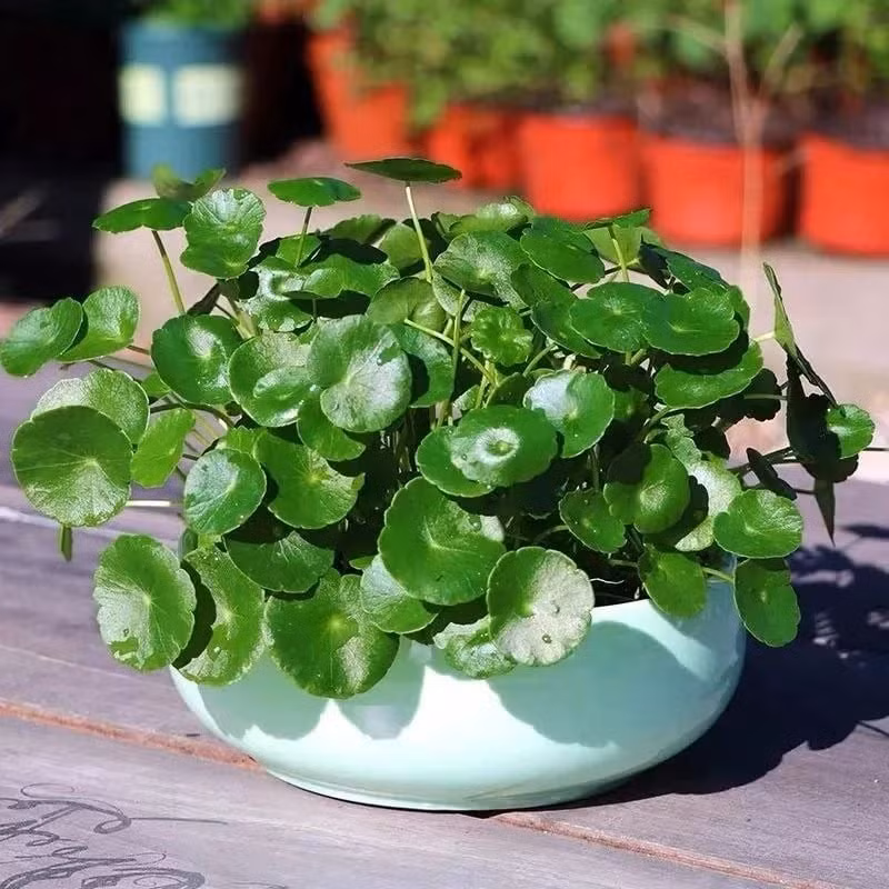 6 cây cảnh chữa lành siêu đỉnh, cải thiện sức khỏe và vận khí ảnh 5