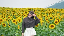 Cánh đồng hoa hướng dương Nghệ An rực vàng, điểm hẹn hút khách cuối năm