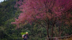 Từ tháng 12 đến đầu năm sau, khi cái lạnh bao trùm khắp sườn non, hoa tớ dày – loài đào rừng đặc trưng của người Mông – bắt đầu bung nở, phủ hồng khắp núi rừng, mang đến một diện mạo hoàn toàn khác cho Mù Cang Chải. Ảnh Giàng A Chay