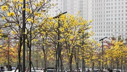 Phong linh nở rộ nhuộm vàng góc phố, người dân nô nức tới check-in