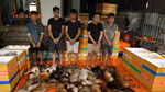 Triệt phá đường dây trộm hơn 10 tấn thịt chó bằng... ôtô