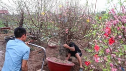 Đào Nhật Tân rời phố về vườn, bắt đầu 'hồi sinh' cho Tết năm sau 