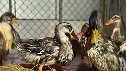 22 cá thể vịt đi lạc vào resort 5 sao được gắn mã định danh